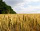 Field with barley